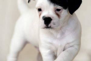 Lider trzeciej rzeszy odrodził się na wizerunku psa